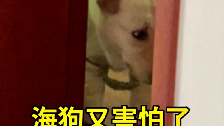 Another case solved—there’s one more thing that the sea dog is afraid of.