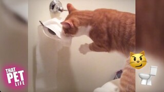 Cats vs. Toilet Paper 😼🥊🚽 | Try Not to Laugh Challenge