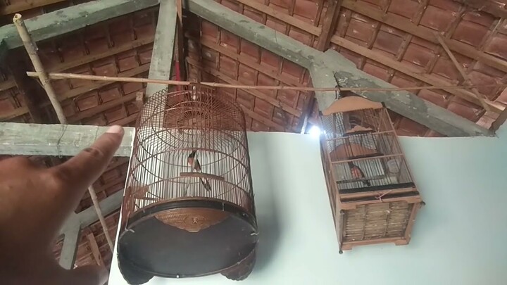 Burung murai batu yang penakut akan cepat jadi Fighter