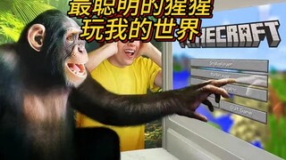 Minecraft: The smartest ape plays Minecraft