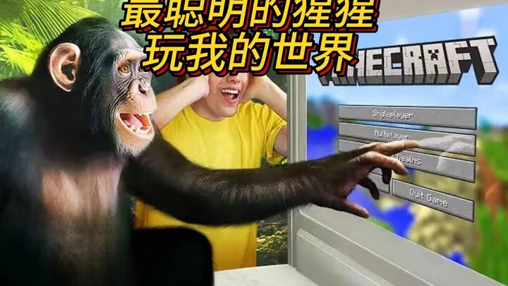 Minecraft: The smartest ape plays Minecraft