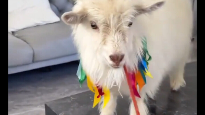 My new Hakimi—little lamb! Who wants to trade local specialties with me?