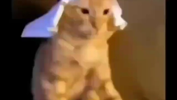 แมวอาหรับ วิดีโอต้นฉบับ