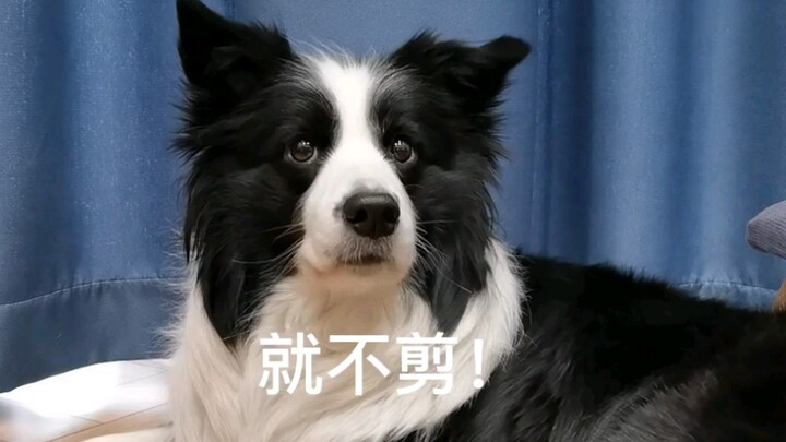 Let me show you this little dog that hasn’t had its nails trimmed and keeps trying to play the victi