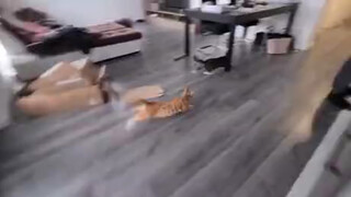饥饿总是慢我一步