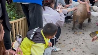 Các ngôi sao hàng đầu của Công viên Động vật hoang dã Bắc Kinh rời khỏi công việc