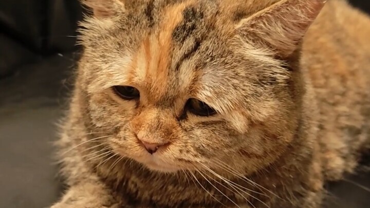 หนวดฉันหายไปแล้ว บางทีฉันอาจจะแก่แล้ว...