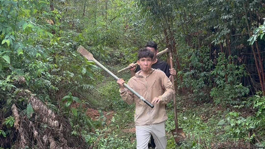 Cứ đào được một củ ngũ chỉ mao đào là lại thiếu đi một con gà.