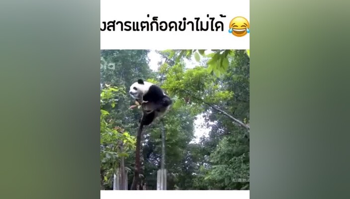 โอ้ยยยเจ็บไหมนั่น😂 แพนด้า ตลก ตลกๆ ขำ ฮาๆ funnyvideos funny tiktok panda เจ็บ สงสารแต่ก็ขํา5555