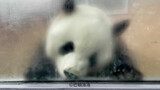 给大熊猫萌兰换玻璃之后。2021.12.10.摄于北京动物园