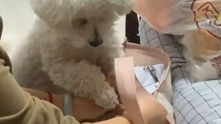 Anak anjing itu tidak tahu sekolah mana yang dimulai, ia hanya tahu bahwa begitu Anda mengeluarkan t