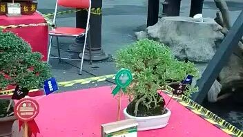 bonsai mame indonesia