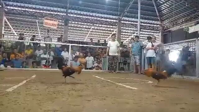 pumpkin 1st win