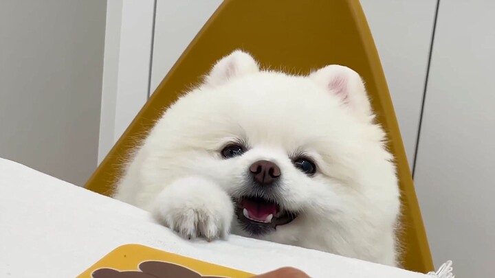 น้องหมาน้อยตัวนี้น่ารักเกินไปแล้ว แบบนี้จะทำงานที่บ้านได้ยังไงเนี่ย?