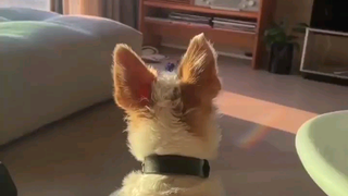 220907 hank_says_hank:A full time job 👂