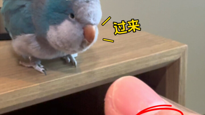 Little Bird: Pulling splinters—fast, precise, and ruthless!