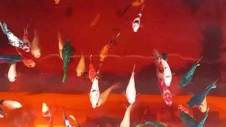 cupang hmpk multycolor