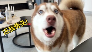 ألقِ العظم الذي يقضم فيه الهاسكي، وانظر هل سيغضب؟