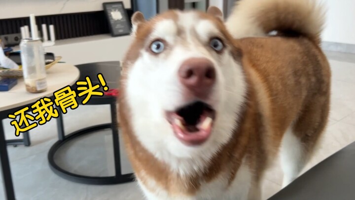 Throw away the bone that the Husky is chewing on—let's see if it gets mad!