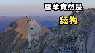 Chasing the hilarious snow sheep!
