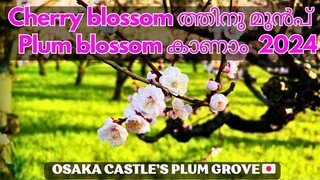 ജപ്പാനിലെ Plum blossom 2024  || Ume || Spring in Japan || Osaka Castle’s Plum Grove #ume#plumblossom