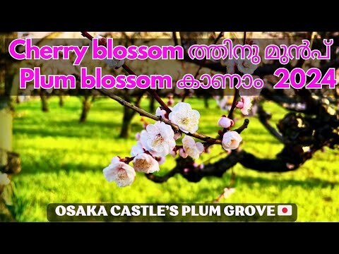 ജപ്പാനിലെ Plum blossom 2024  || Ume || Spring in Japan || Osaka Castle’s Plum Grove #ume#plumblossom