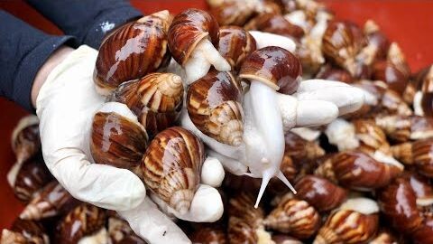 Korean food fried snails, Korean street food