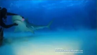 pururin.puru puru shark
