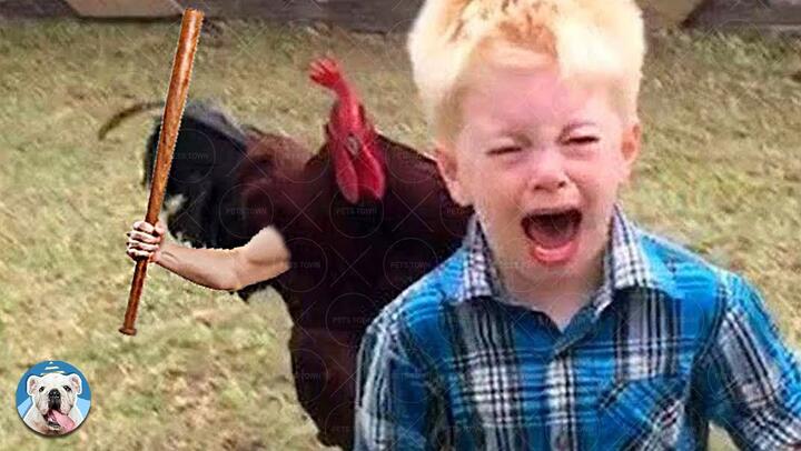 Chicken Trolling - Funny Chicken Videos | Pets Town