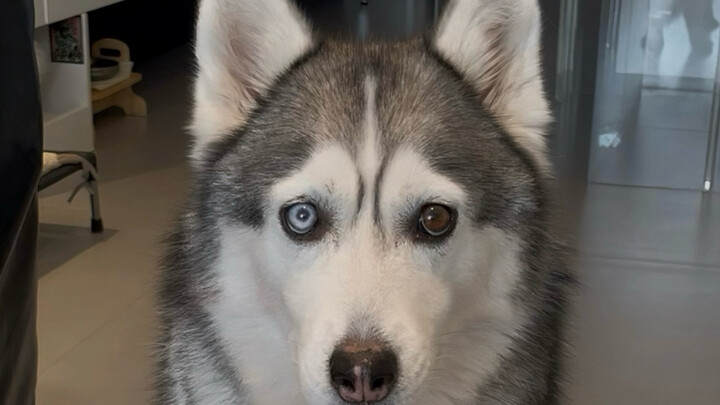 Quả nhiên cứ kiêng ăn và chăm vận động là chó cũng giảm cân được!