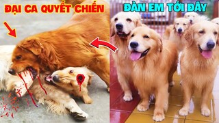 Thú Cưng Vlog | Trứng Bạc Và Trứng Vàng #14 | Chó gâu đần thông minh vui nhộn | Funny pets smart dog