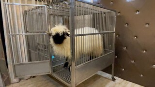 When Valais Blacknose Sheep meets Alaskan Dog