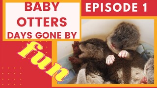 Cutest BABY OTTER MOMENTS. The Years Gone By. 😍 #babyotters #otters