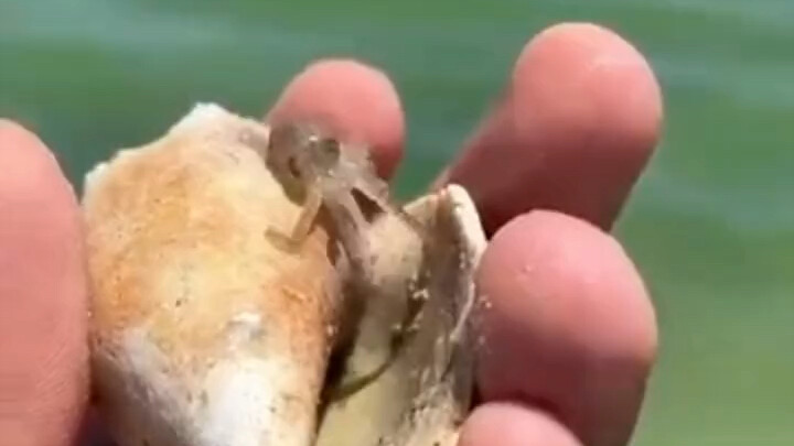 Pria itu menemukan makhluk kecil menggemaskan di dalam kerang di tepi pantai, membawanya pulang dan 
