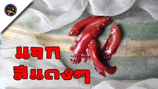 แจกปลากัดซุปเปอร์เรดของฟรีมีในโลกใครจะได้ไปสไตล์korattv