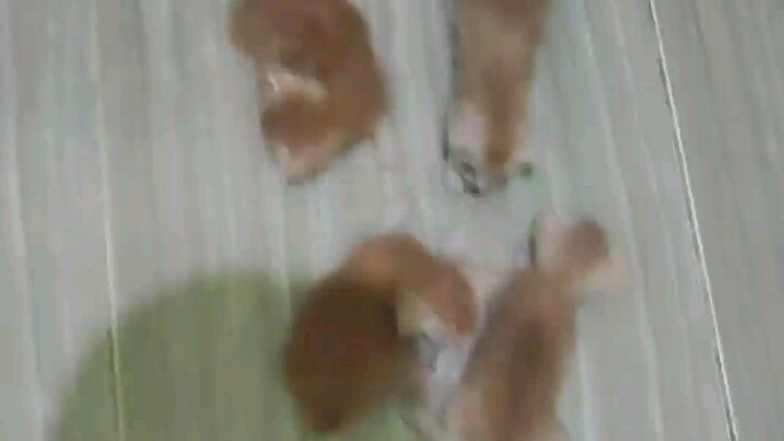 anak anak poyen
