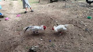 𝙻𝚒𝚎𝚙𝚎𝚛 𝙶𝚛𝚎𝚢 𝚡 𝚆𝚑𝚒𝚝𝚎 𝙺𝚎𝚕𝚜𝚘 𝚅𝚂 𝚆𝚑𝚒𝚝𝚎 𝙺𝚎𝚕𝚜𝚘 𝙼𝚌𝚕𝚎𝚊𝚗 𝚜𝚙𝚊𝚛