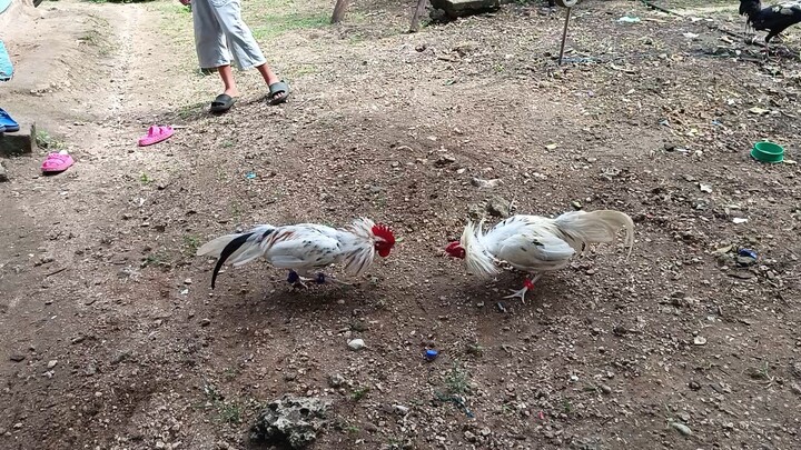 𝙻𝚒𝚎𝚙𝚎𝚛 𝙶𝚛𝚎𝚢 𝚡 𝚆𝚑𝚒𝚝𝚎 𝙺𝚎𝚕𝚜𝚘 𝚅𝚂 𝚆𝚑𝚒𝚝𝚎 𝙺𝚎𝚕𝚜𝚘 𝙼𝚌𝚕𝚎𝚊𝚗 𝚜𝚙𝚊𝚛