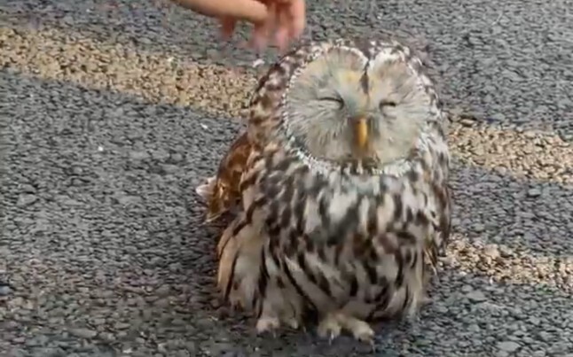 What’s it like to see an owl on campus on the way to school in the morning?