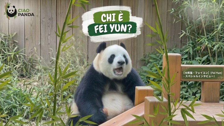 🐼 飞云也太可爱了吧！这圆滚滚的身材，谁能抵挡得住？😍