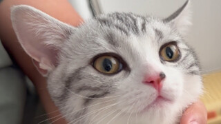 แมวจะเป็นยังไงถ้าได้ดมตูดตัวเอง