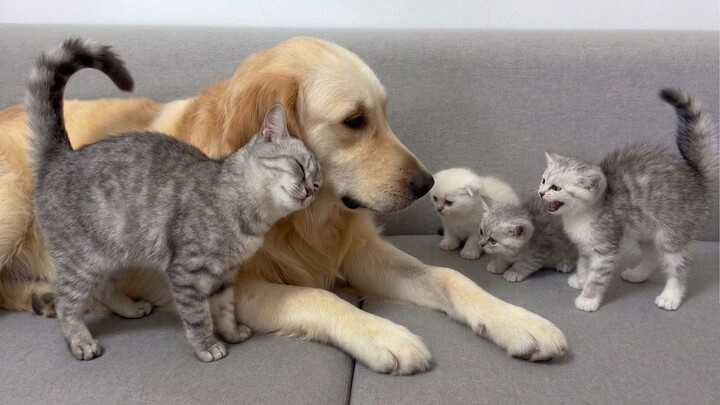 The golden retriever is very popular with the kitten.