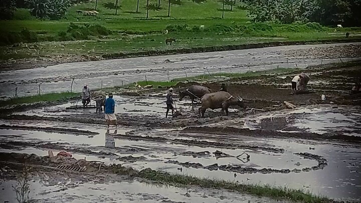 farmers