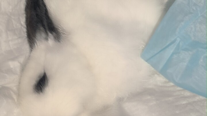 Mungkin seharusnya tidak dinamai Fengxing………