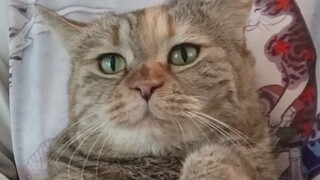 你还要抱多久才给我小猫饭呐？