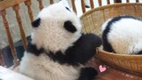 He Hua kecil: Berdagang boneka panda.
