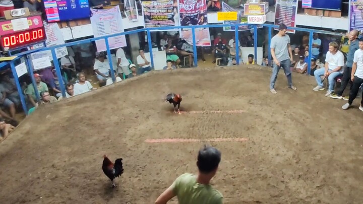 Berdugo Blueface Hatch x Lemon