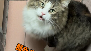 My cat really likes head banging