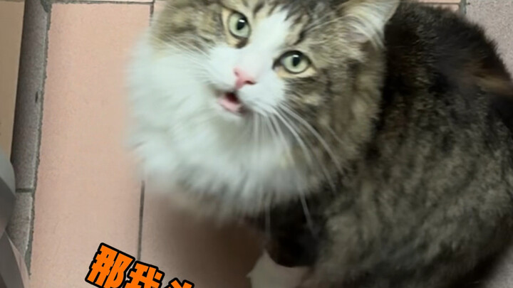我的猫真的喜欢撞头