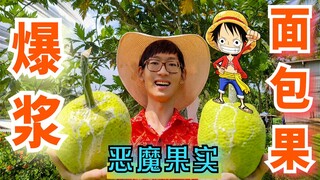 Does breadfruit really exist abroad? The prototype of the devil fruit! The source of superpowers ~ [